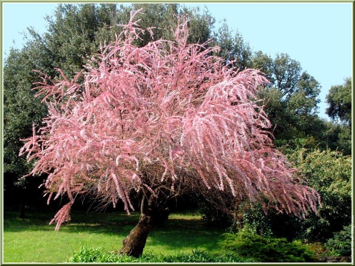 tamaris de printemps - Annonce 1/1 - Serres de Négreville