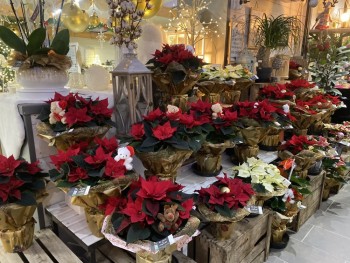 Voir la galerie (5 photos)