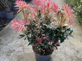 Voir la fiche d&eacute;taill&eacute;e